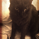 Illustration for article titled CATURDAY: Evening Shaming Edition